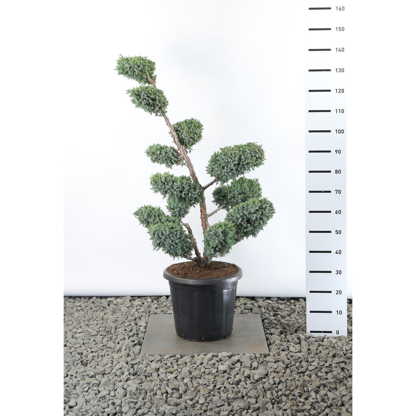 Kinesisk en – Juniperus chinensis 'Blue Alps' - 80-100 CM Multiplateau EXTRA in Cont.